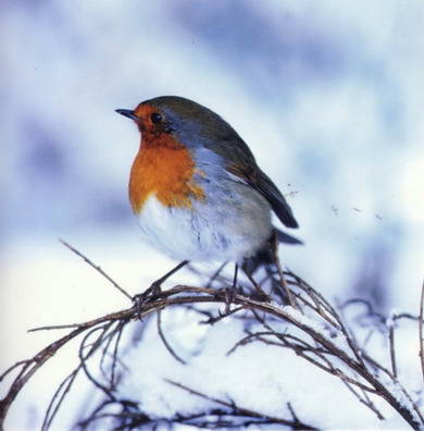 Robin20